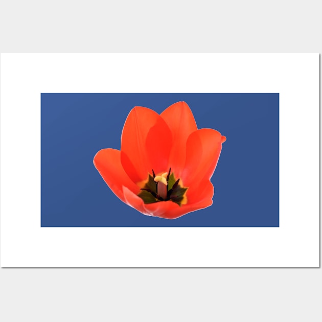 Red tulip Wall Art by chrisburrows